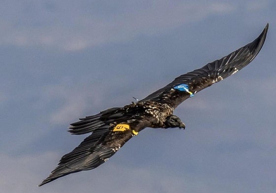 Un quebrantahuesos en pleno vuelo.