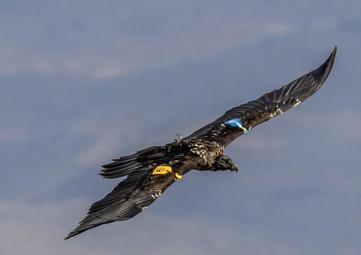 Un quebrantahuesos en pleno vuelo.