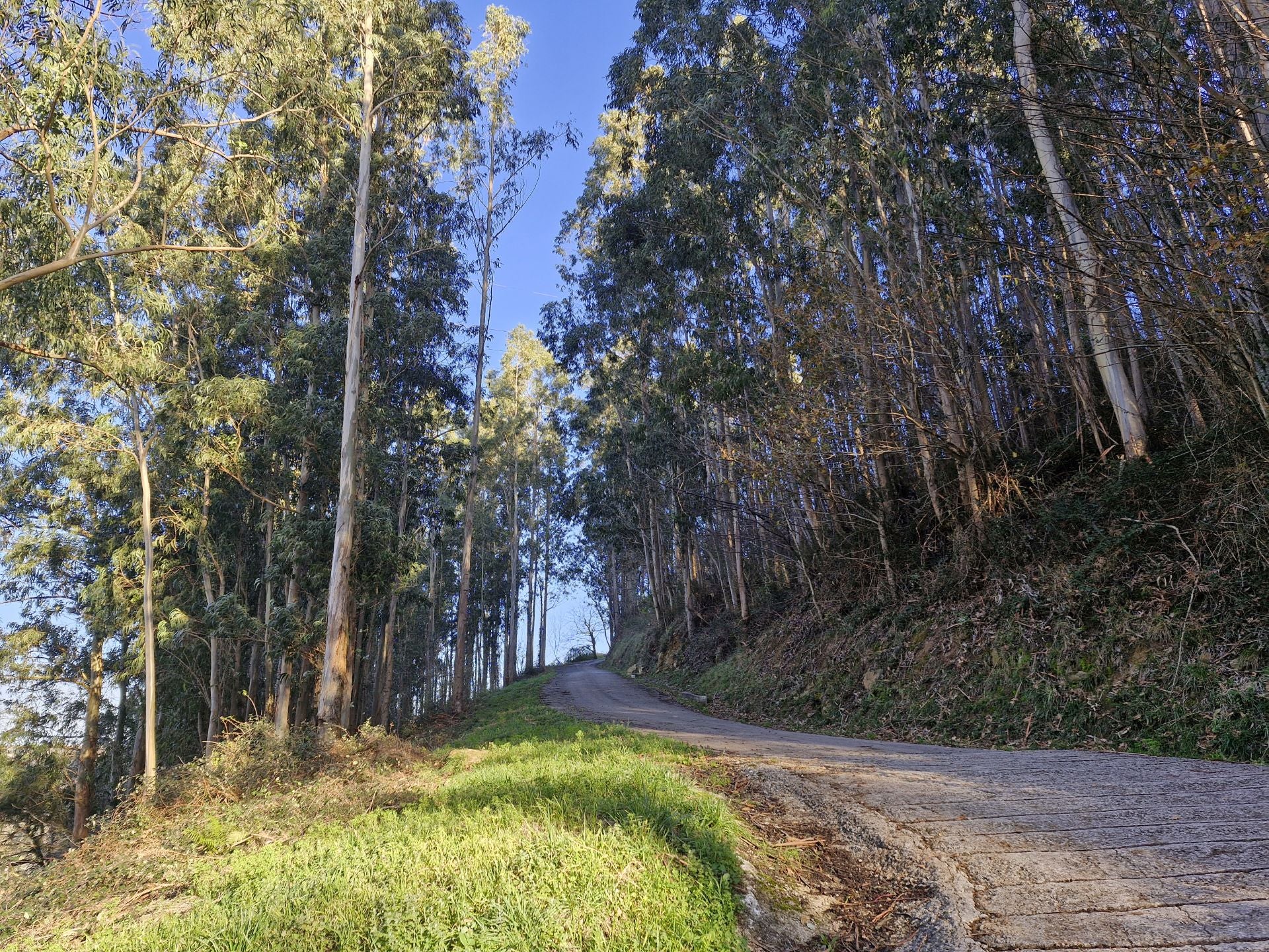 El camino avisa desde los primeros metros. Hacia arriba. La cima del monte Dobra está a algo más de 600 metros de altitud.