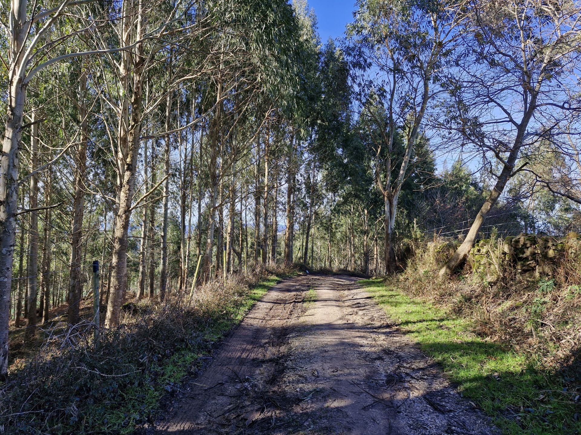 El descenso hacia Viérnoles, aunque hay algunos tramos de pista, es mayoritariamente por carretera.