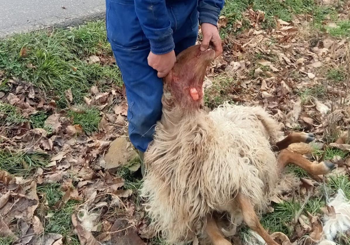 Roberto de la Vega con uno de los animales atacados.