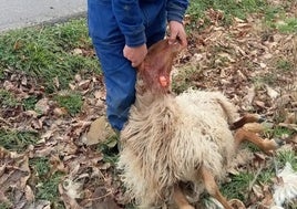 Roberto de la Vega con uno de los animales atacados.