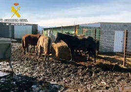 La Guardia Civil descubre a tres ganaderos cántabros que comerciaban con caballos tras ser inhabilitados