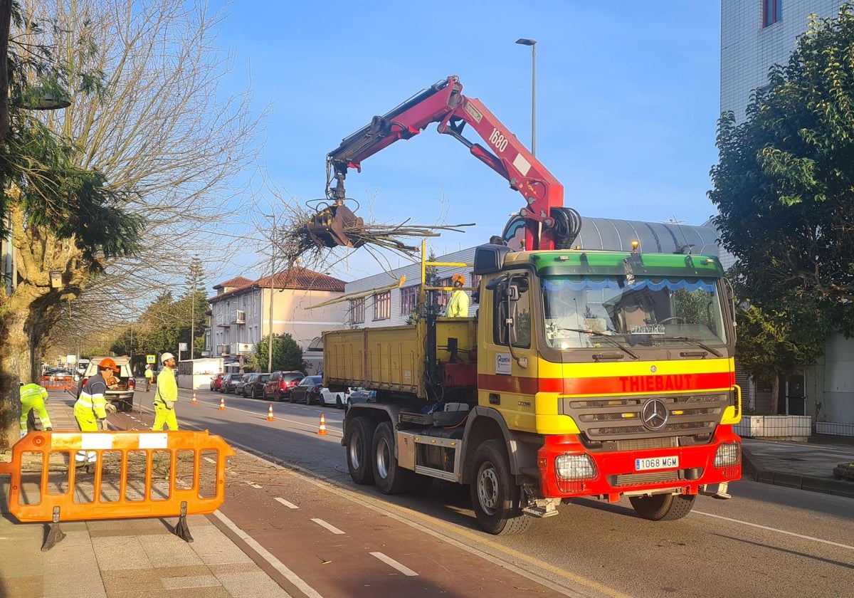 Operarios trabajan en la retirada de unas ramas de los plátanos, este jueves, en el Paseo de Julio Hauzeur, minutos después del accidente.