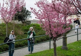 Dos mujeres contemplan los árboles con flor en el Parque de la Marga de Santander.