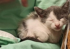 Un gatito recogido de una colonia callejera.