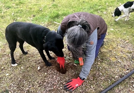 Luz desentierra la trufa olfateada por su perra Savant en la finca de Sobrepeña.