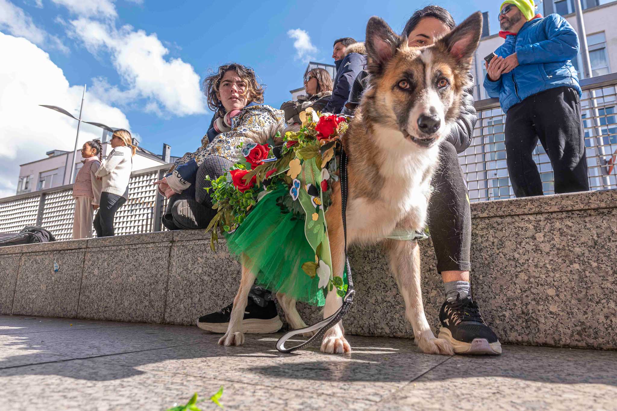 Uno de los participantes en el desfile solidario de mascotas. 