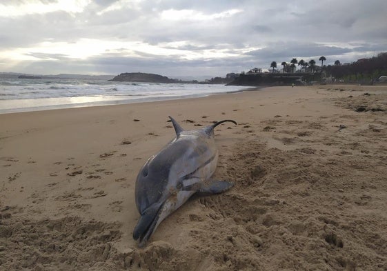 Delfín varado en la Segunda playa de El Sardinero, de más de dos metros y casi cien kilos, este martes, con los Jardines de Piquío al fondo.