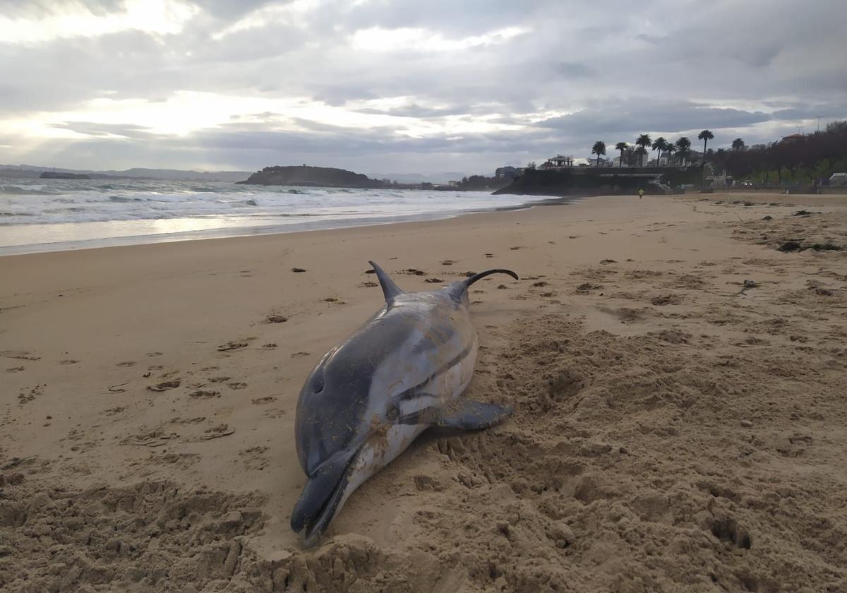 Delfín varado en la Segunda playa de El Sardinero, de más de dos metros y casi cien kilos, este martes, con los Jardines de Piquío al fondo.