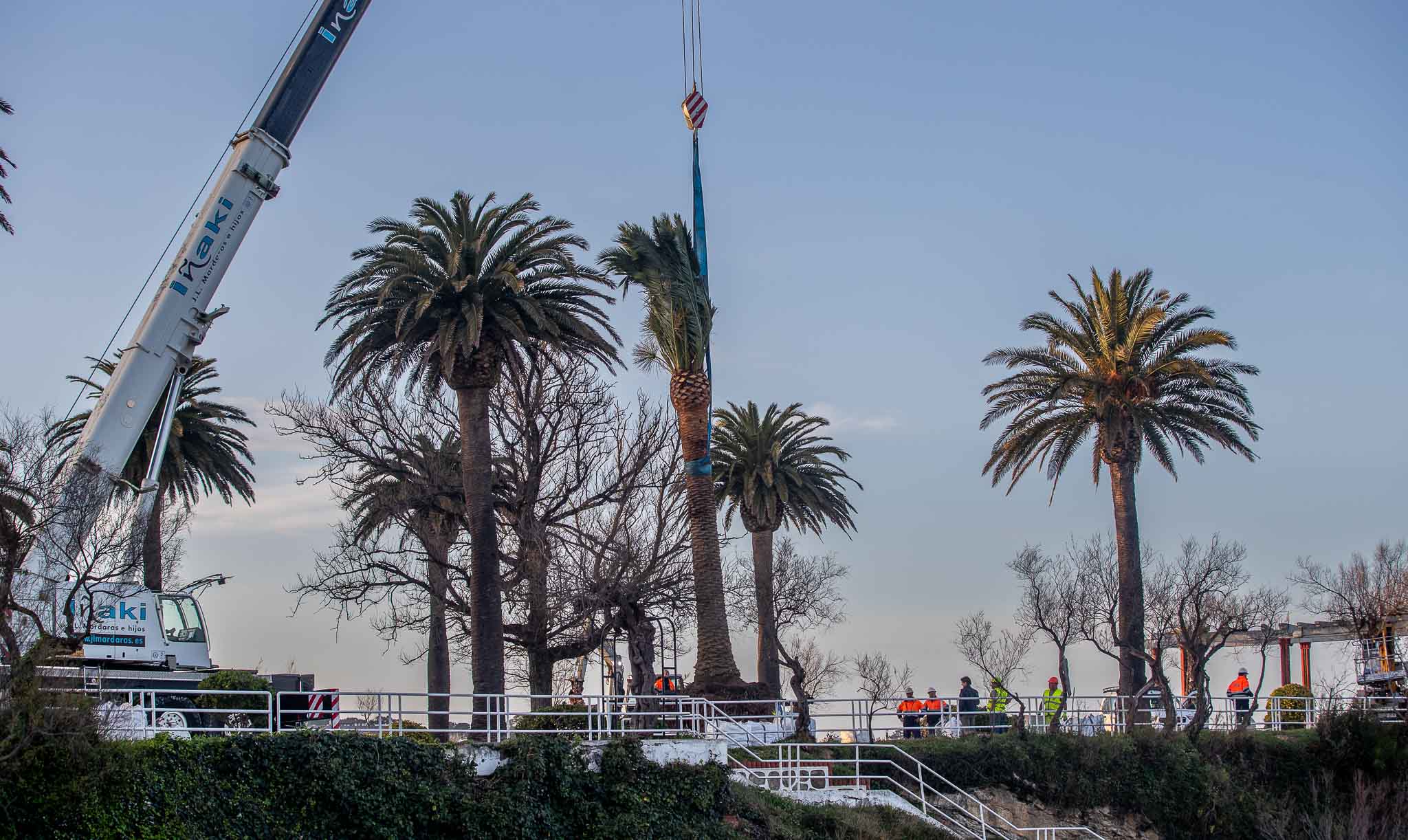 La maquinaria, a punto de encajar la palmera en el hueco abierto para plantarla.