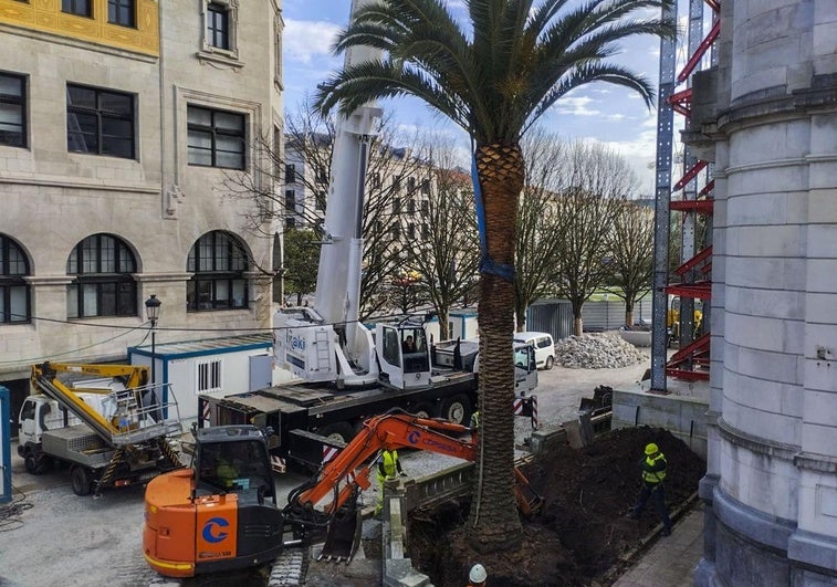 Trabajos de extracción de una de las palmeras que estaban junto al Banco de España.