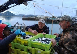 Tripulación del Nuevo Libe descargando bocarte en el puerto de Santoña.