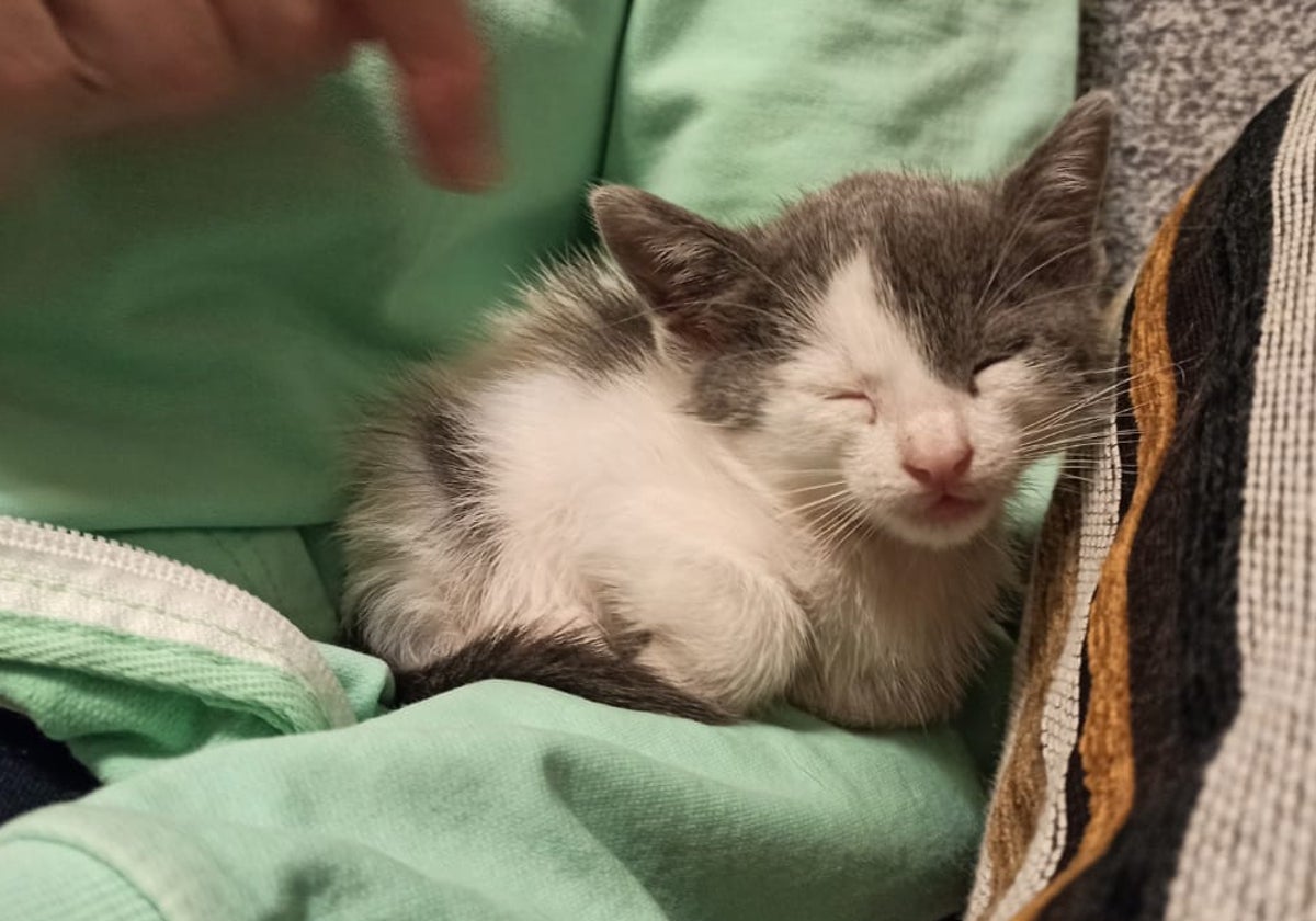 Un gato callejero recogido.