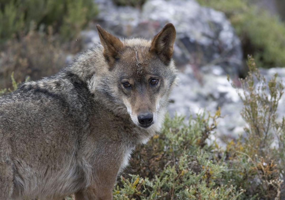 Ejemplar de lobo ibérico.