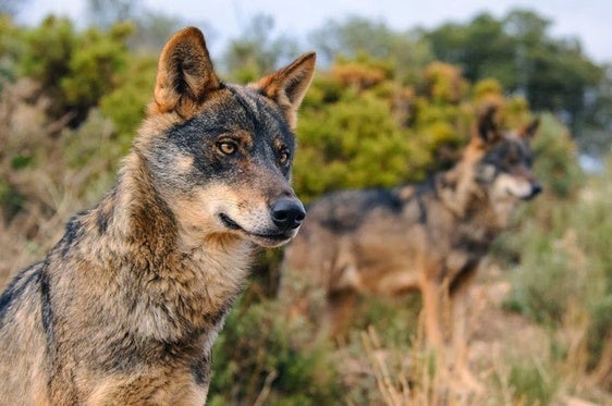 El Gobierno de Cantabria calcula que ahora mismo habrá en la región alrededor de 200 lobos como estos.