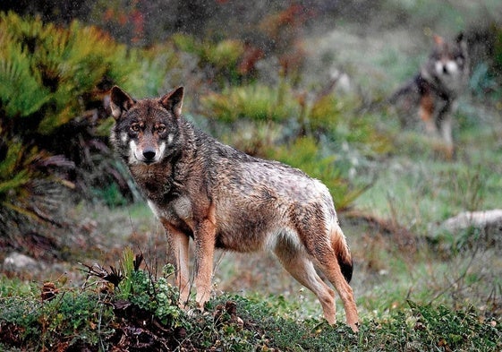 Ejemplar de lobo.