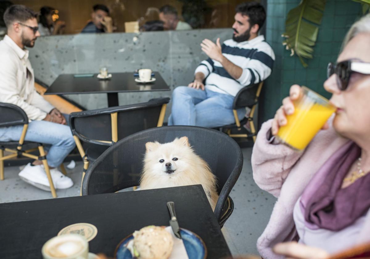 Seis Soletes Repsol a bares y restaurantes de Cantabria a los que se puede ir con mascota