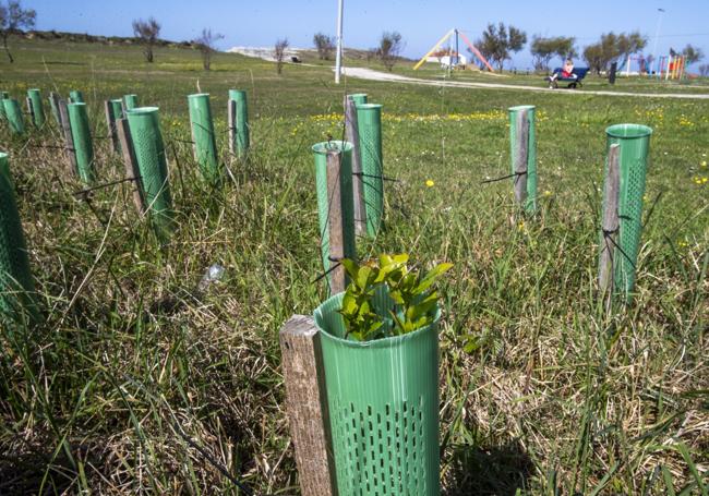 SEO Birdlife y Amica ya han comenzado a sembrar algunas plantas.
