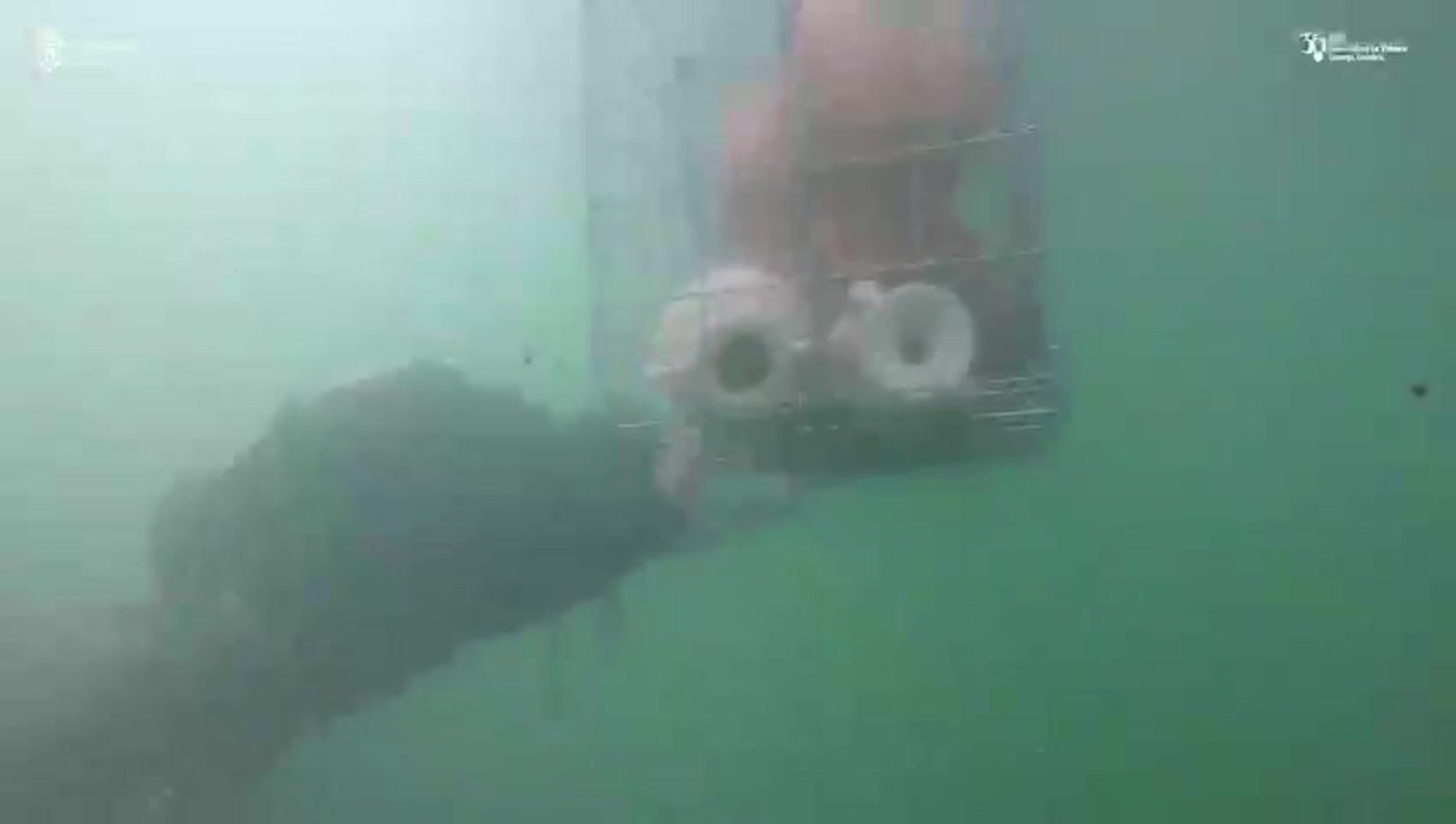 Sumergiendo las vasijas en el puerto deportivo de Raos