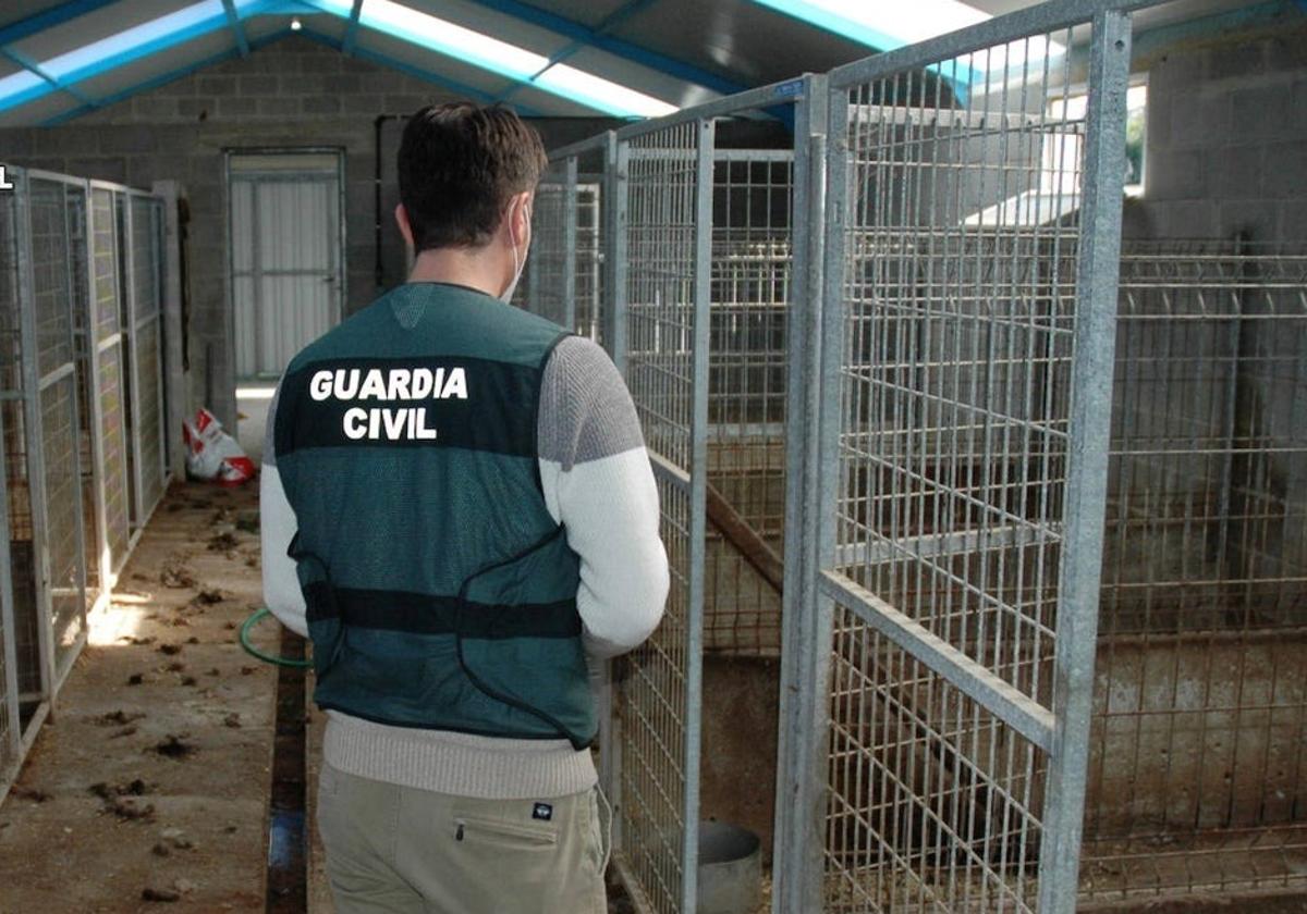 El juicio contra el acusado de la muerte de 29 perros en Tagle, el 2 de junio