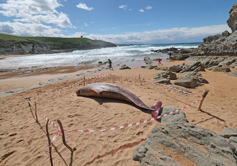 El calderón común varado en la playa de Tagle.