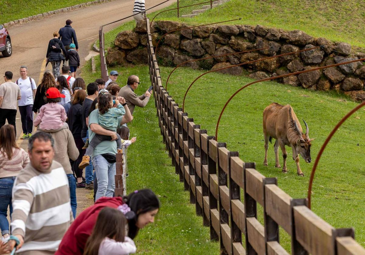Un 3% más de visitantes que en 2024 en Cabárceno, Fuente Dé y El Soplao