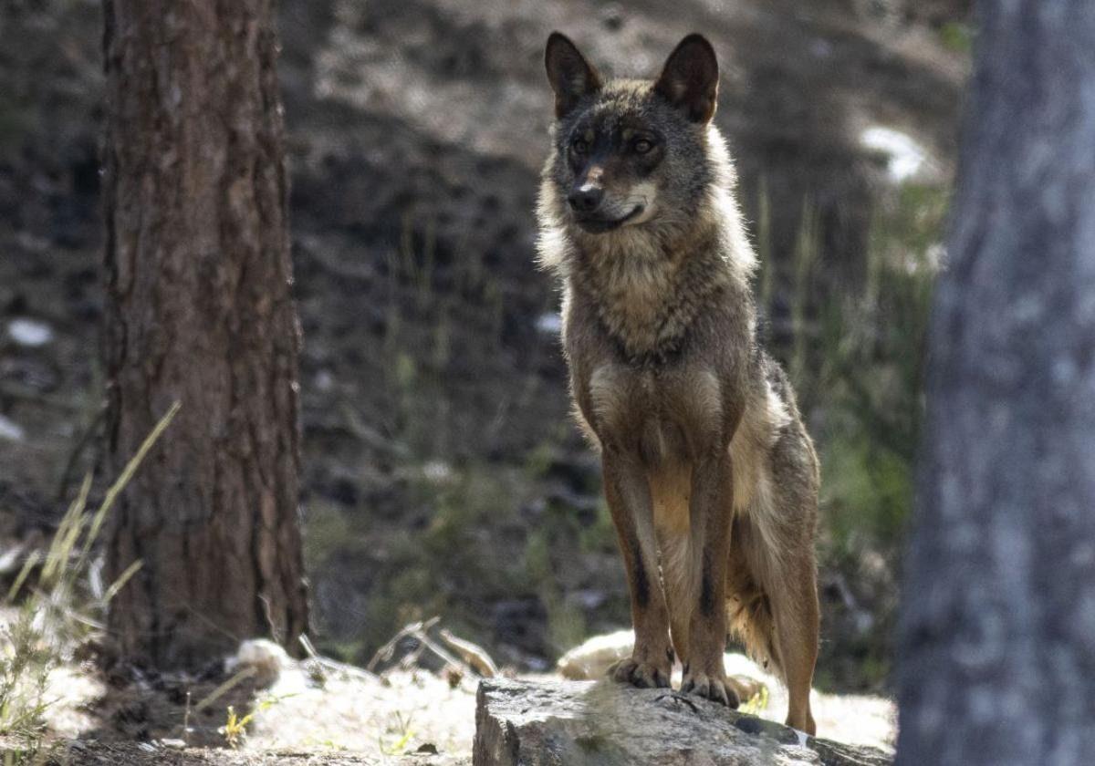 El Gobierno vuelve a matar lobos en Cantabria casi cuatro años después de su prohibición, pero no informa de cuántos