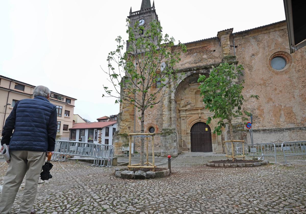 Replantados dos castaños en el Corro de Comillas