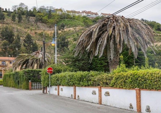 La plaga del picudo rojo en las palmeras se extiende ya por toda Cantabria