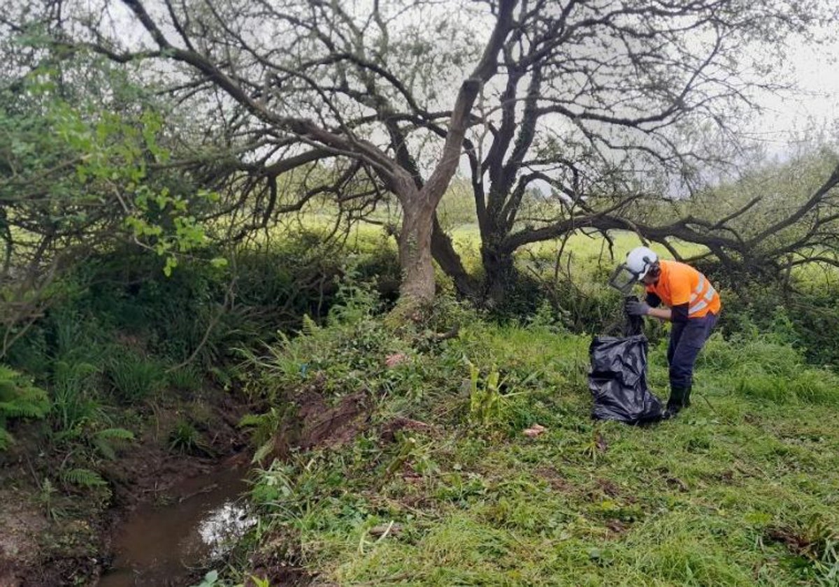 La Confederación limpia de residuos el arroyo Borroñal de Hinojedo, en Suances