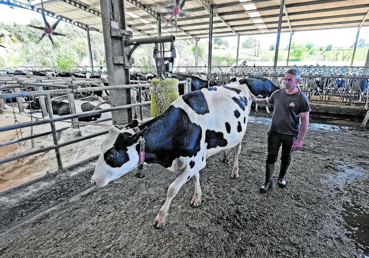 «Las vacas bajarán un poco la producción de leche porque el lunes se estresaron»