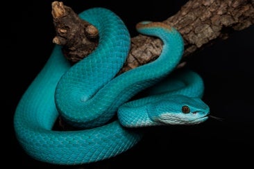 Ejemplar de crótalo azul, originario de Indonesia. La víbora del musgo se encuentra en serio peligro de extinción.