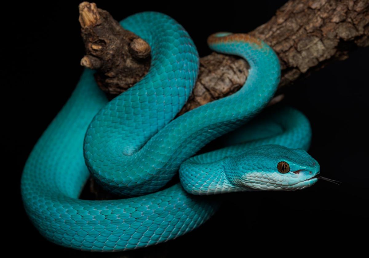 Crece la familia del reptilario de Cabárceno