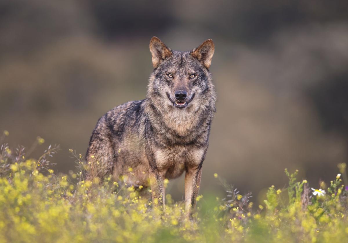 Los jueces rechazan la petición de los colectivos animalistas de detener el sacrificio de lobos