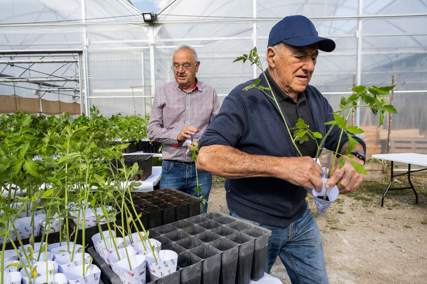La Concejalía de Desarrollo Local y Dinamización se está volcando de forma especial con el tomate y su cultivo en los últimos años, en colaboración con la Asociación Simientes Infinitas. 