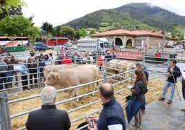Lote de vacas de José Ignacio Gómez, de Espinama, que recibió el premio a la mejor ganadería del concurso-exposición.