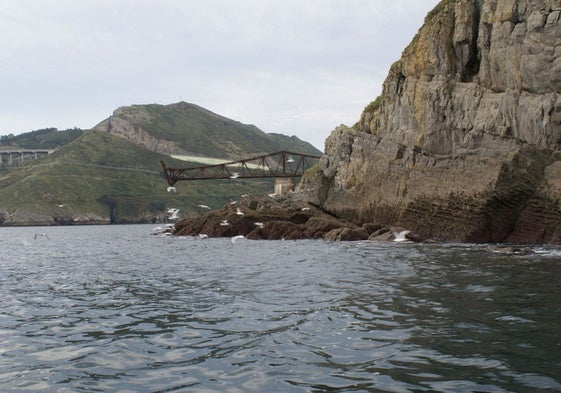 Gaviotas en Mioño.