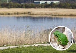 La ranita de San Antonio está entre las ocho especies de anfibios que se pueden encontrar en El Astillero