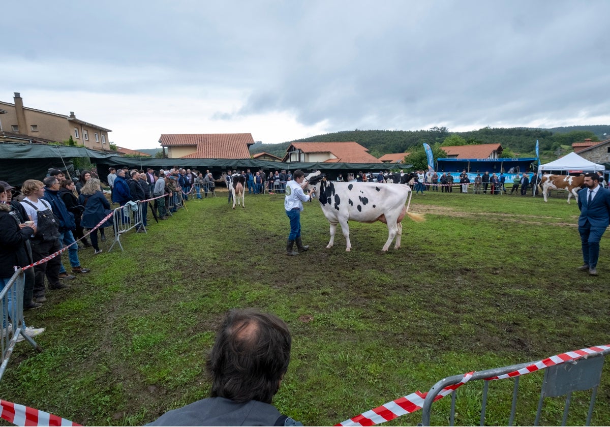 El público observa en torno a la pista a las vacas participantes en el concurso de ganado de Galizano.