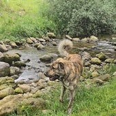 Imagen de Max, el mastín envenenado en La Concha que falleció por la ingesta de veneno de caracol.