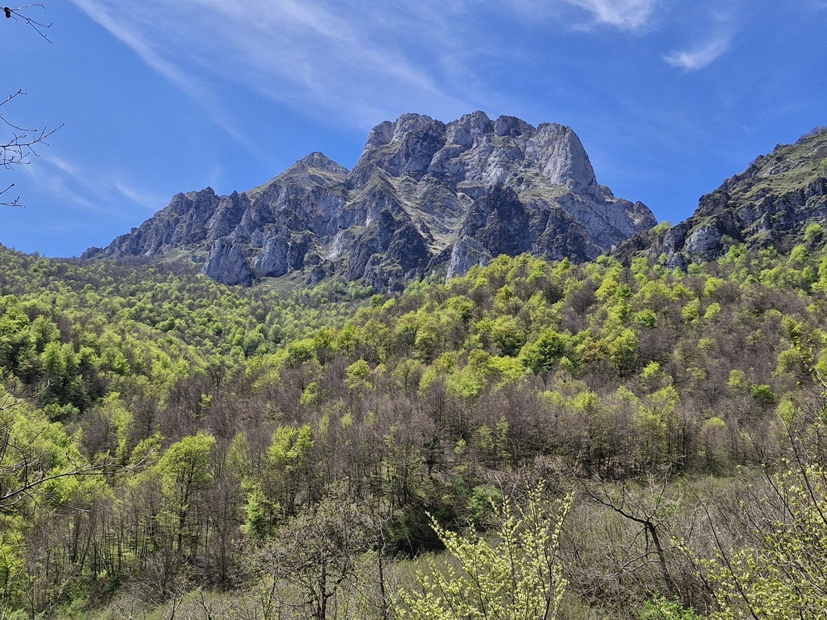 Una vista espectacular del bosque, con las montañas detrás.