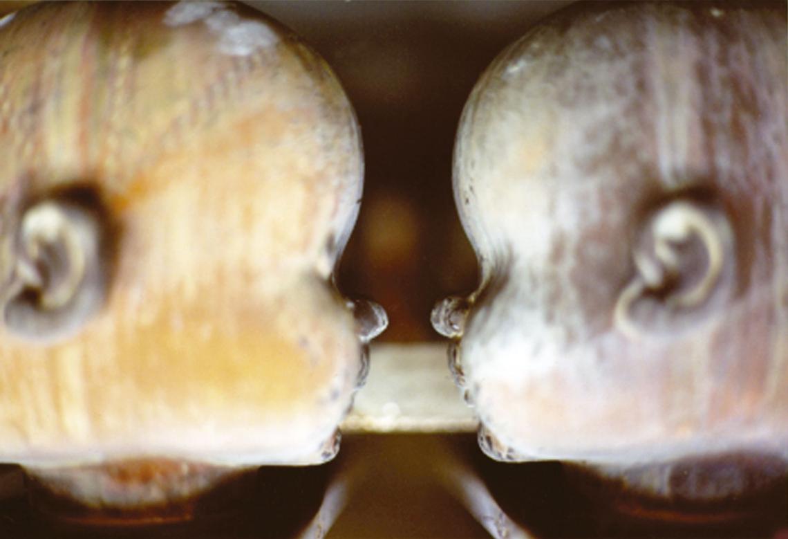 Marisa González. 'El espejo de los clónicos', de la serie 'Clónicos', 1986.