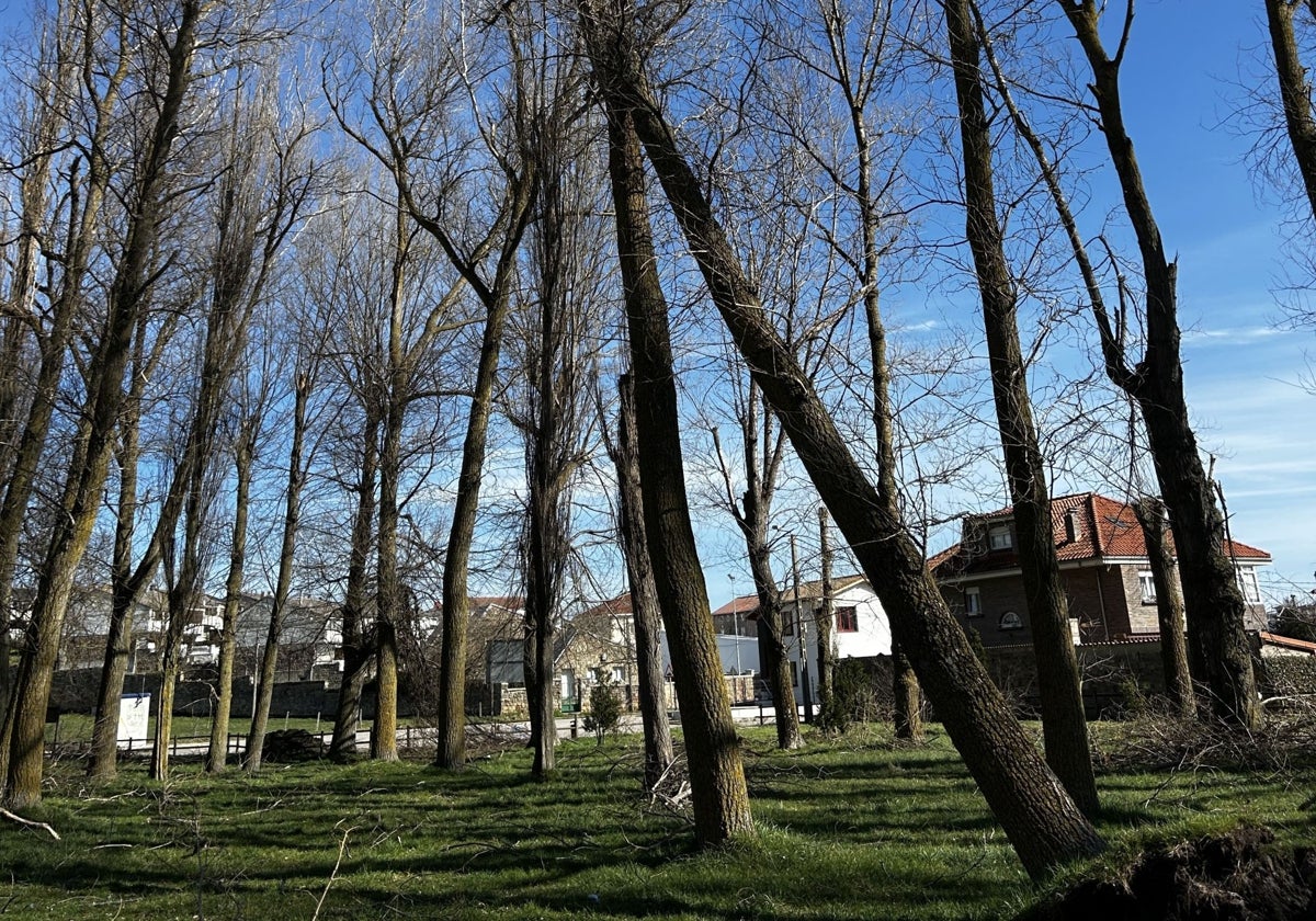 Los chopos del Pozo Pozmeo, con las raíces sueltas y las copas secas.