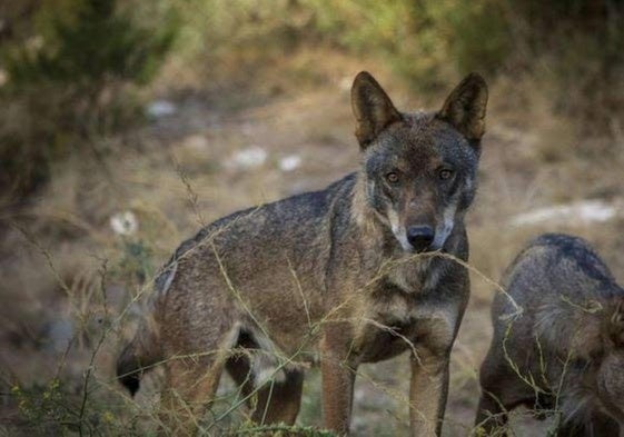 Ejemplar de lobo ibérico.