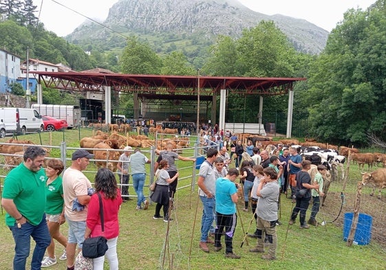 La Feria de Ganado de Mirones celebró ayer una nueva edición.