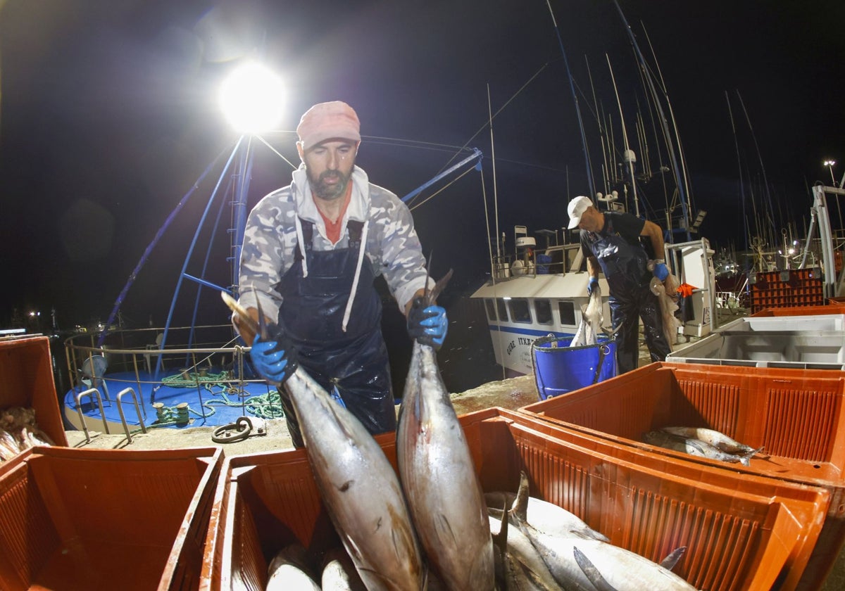 Primera descarga de la costera del bonito en Santoña
