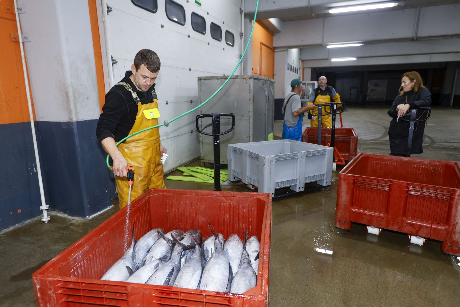 Todo el bonito desembarcado se ha comprado por pescaderías y grandes superficies para su consumo en fresco. 