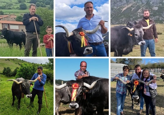 Los ganaderos cántabros exhiben la vaca tudanca