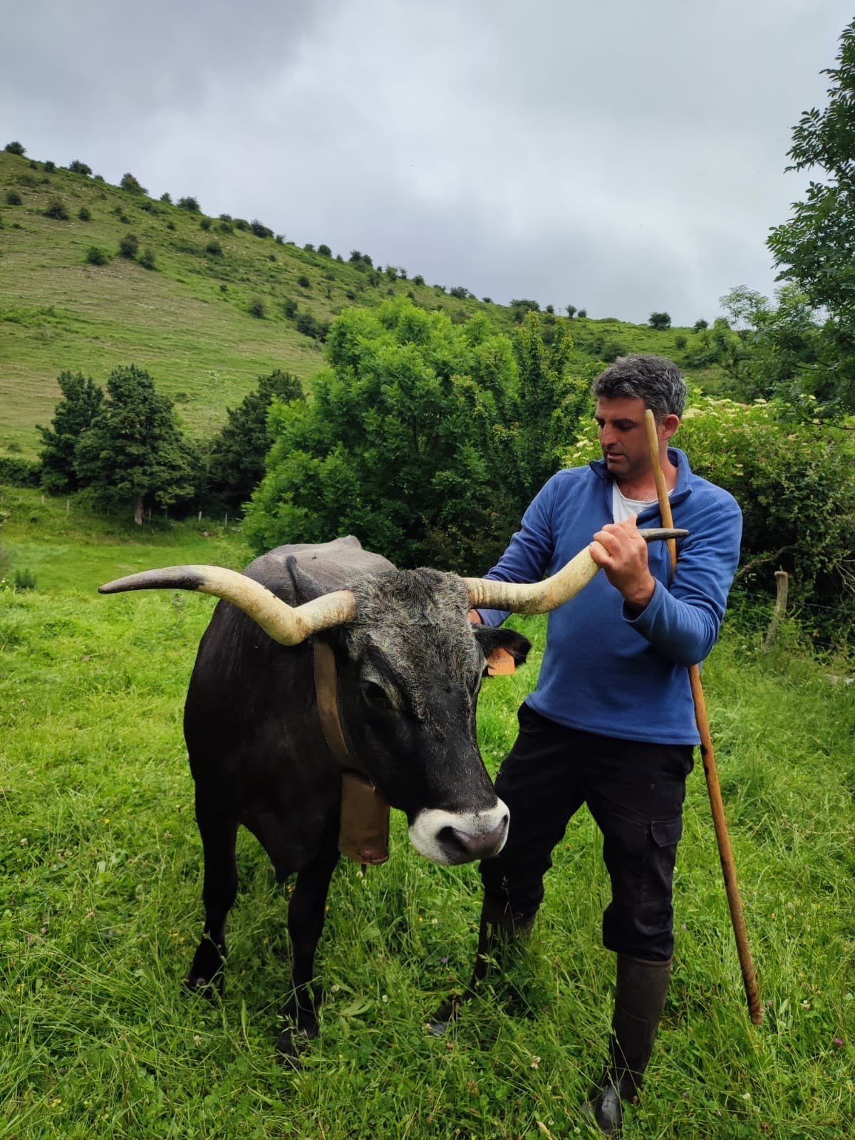 Manuel Ángel García es ganadero en Aradillos (Campoo de Enmedio). 'Clara', de 12 años, será una de las protagonistas de su cabaña-